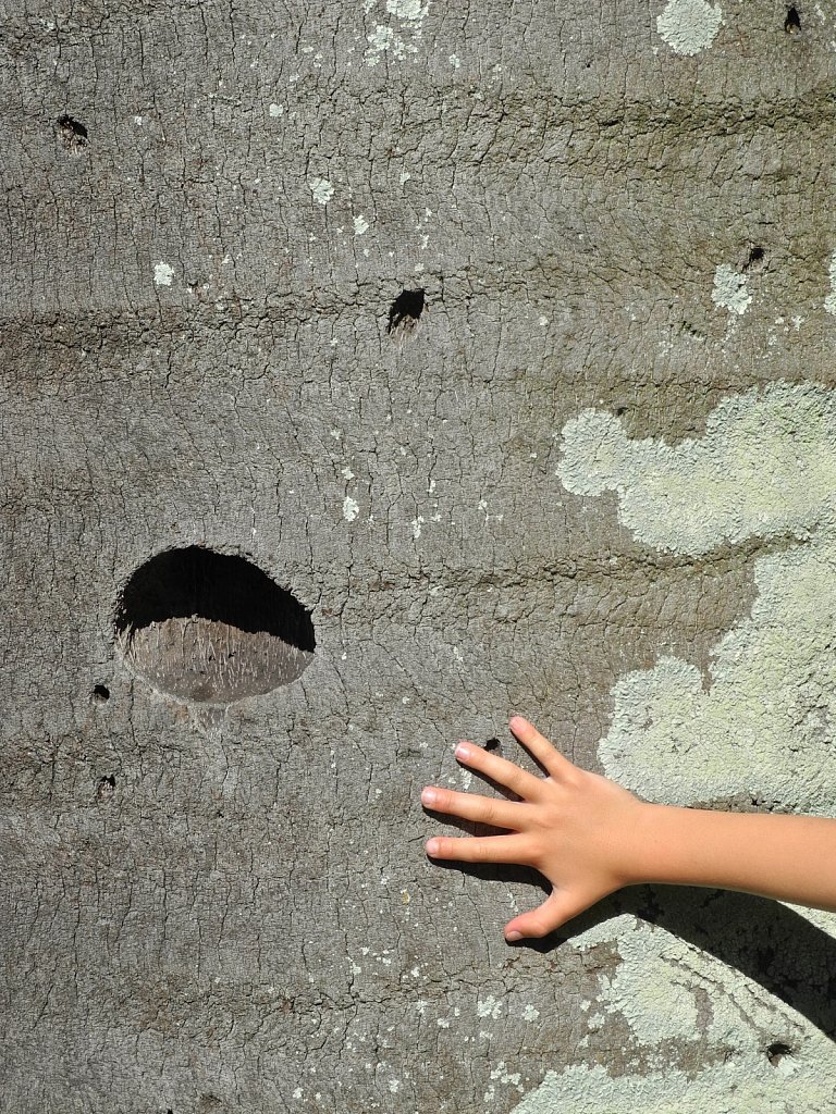 Palm Trunk Hole