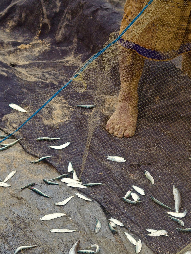 Fish & Feet 