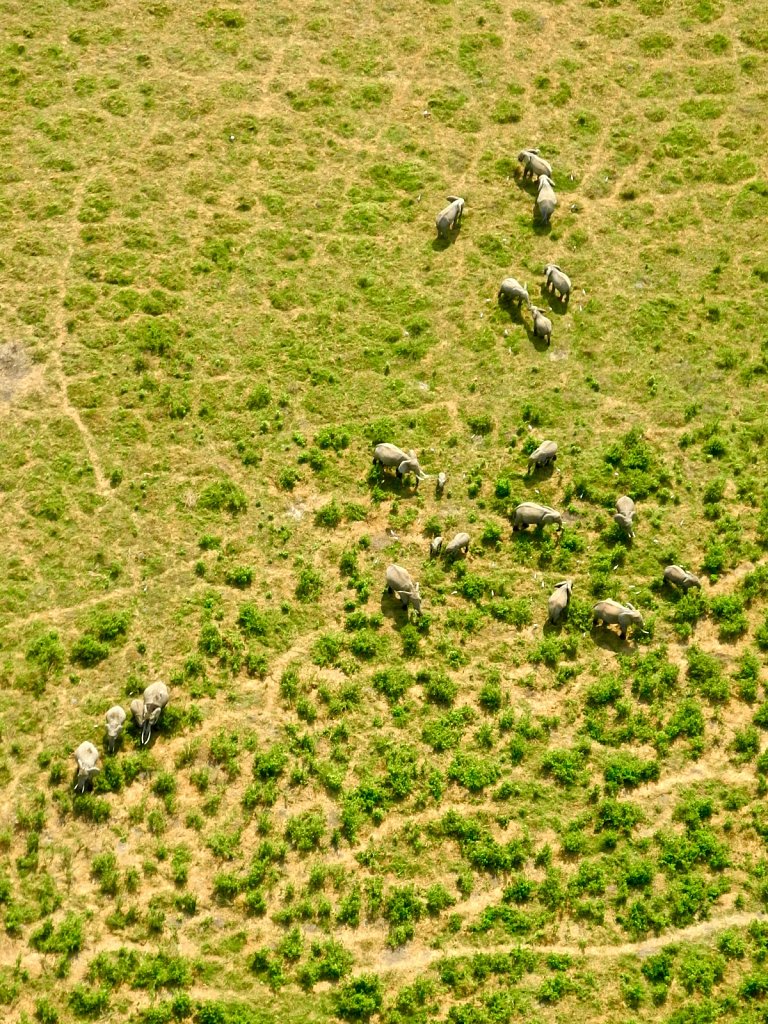 Elephants Paths Patterns