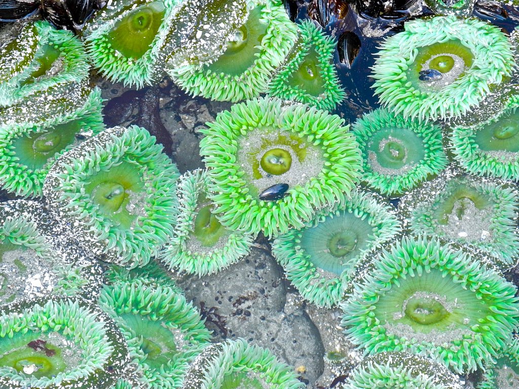 Green Anemone Patterns